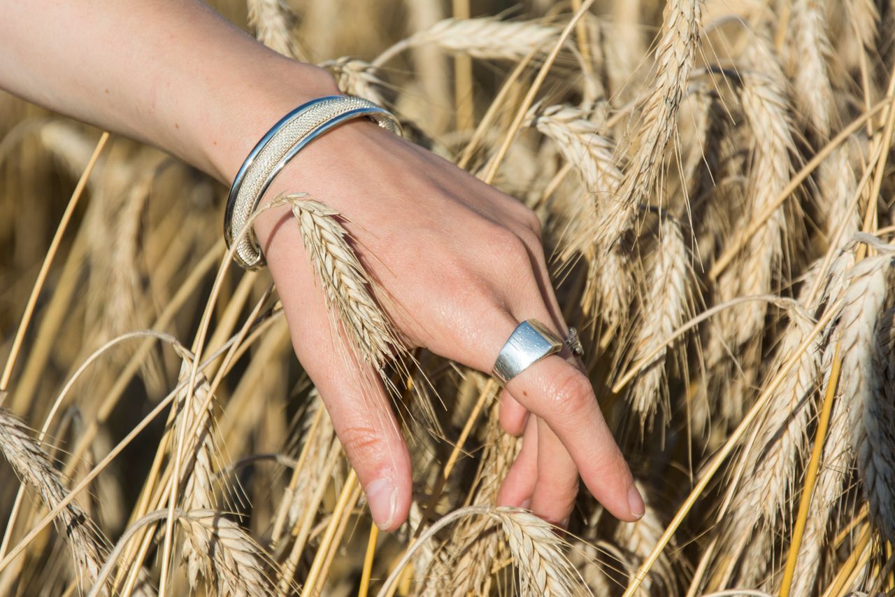 Close-up of a hand with jewelry gently touching ripe wheat ears in a sunlit field.